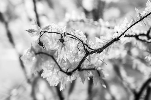 ice eiskristalle nature winter