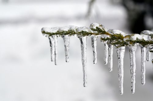 ice frozen tree