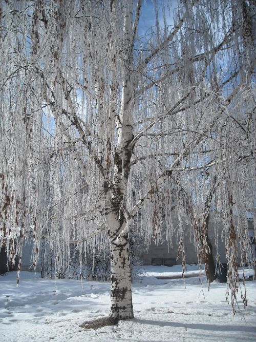 ice winter tree landscape