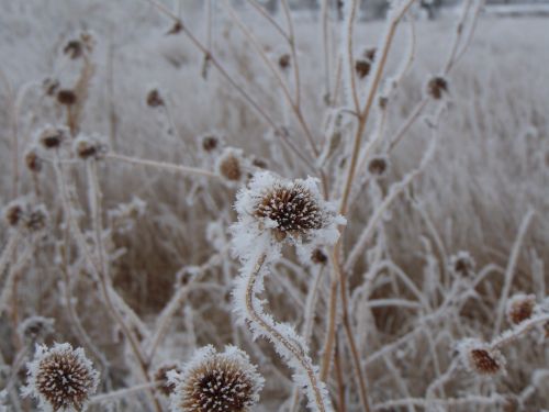 flower winter ice