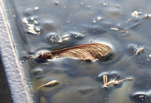 ice pond frozen