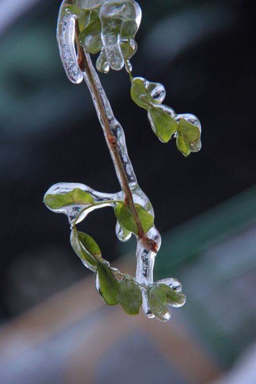 ice frost leaves