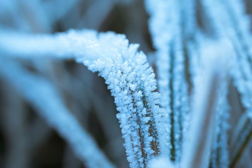 ice eiskristalle frost