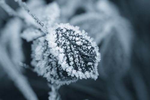 ice eiskristalle winter