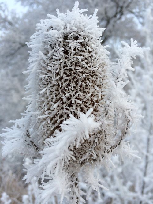 ice frost winter