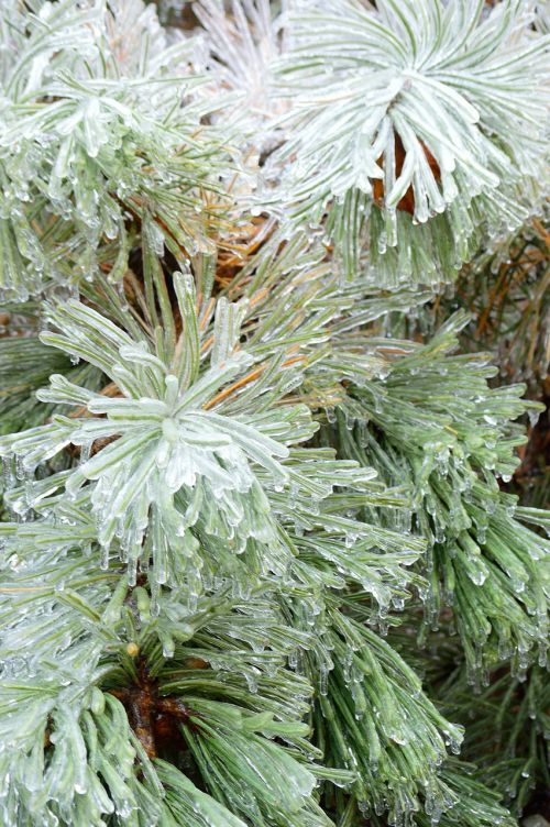 ice fir tree winter