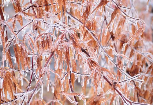 ice branches winter