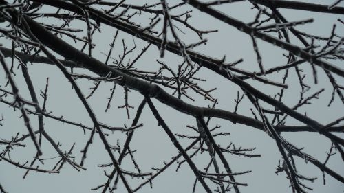 ice branches trees
