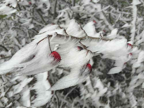 ice frost berry