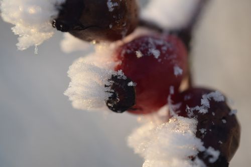 ice frozen berries