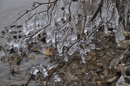 ice frost branch