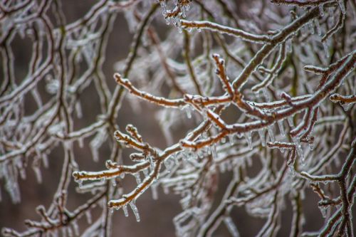 ice winter tree