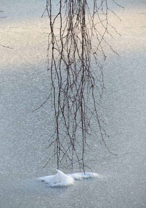 ice tree snow