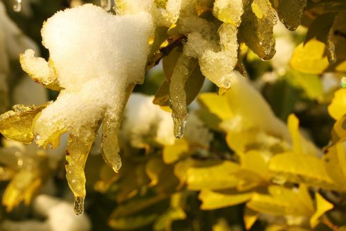 ice leafs tree