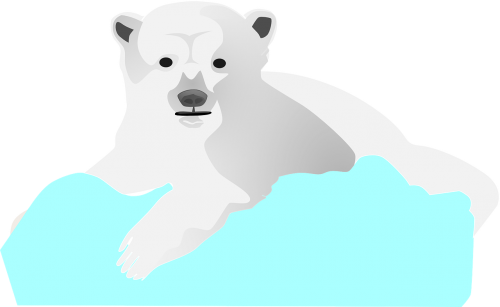 ice bear polar