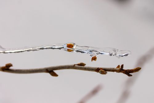 ice ice on tree branch thin ice