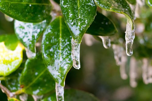 ice  plant  cold