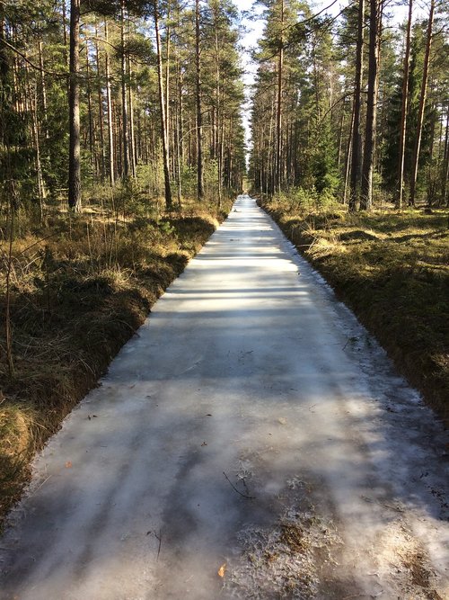 ice  forest  nature