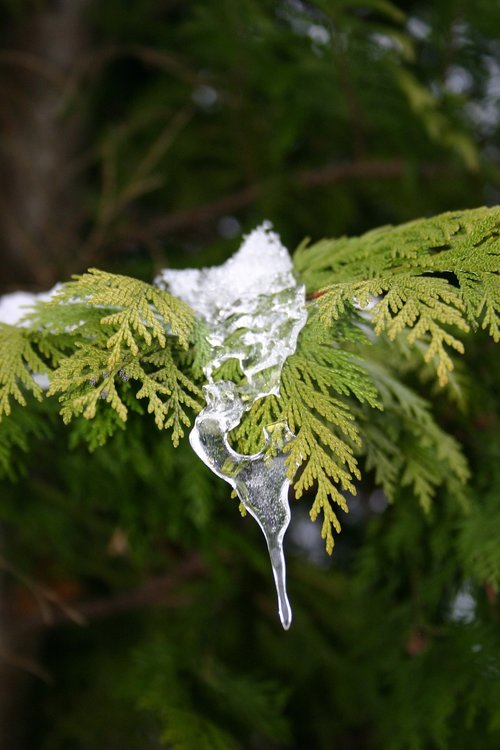 ice  winter  tree