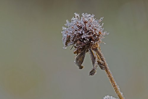 ice  eiskristalle  ripe