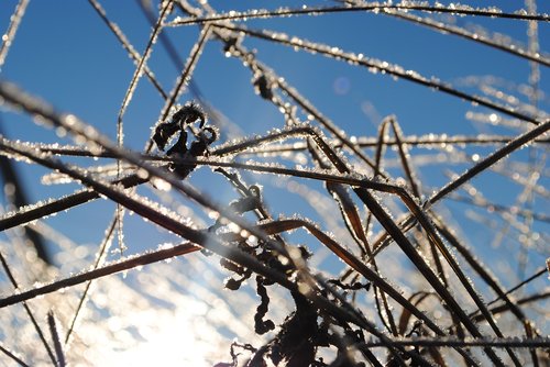 ice  snow  nature