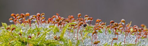 ice  iced  freezing rain