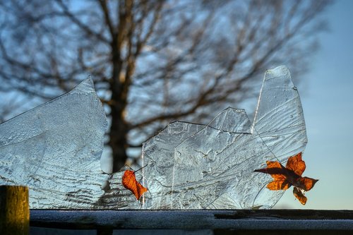 ice  leaf  frozen
