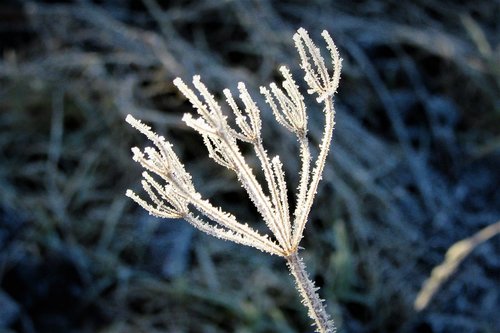 ice  sprig  frozen