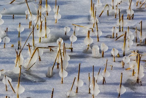 ice  a bed of reeds  winter