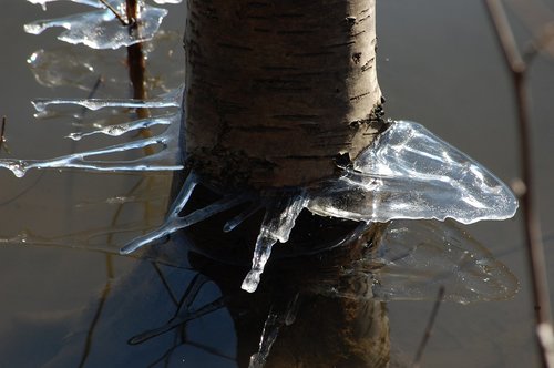 ice  winter  tree