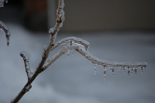 ice  tree  branch