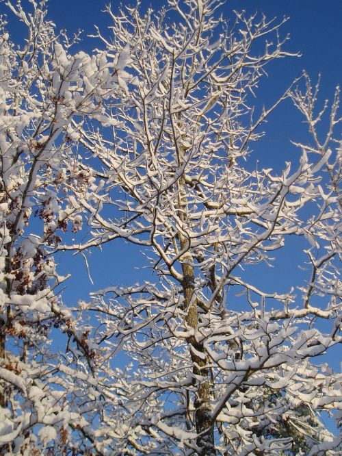 ice trees winter