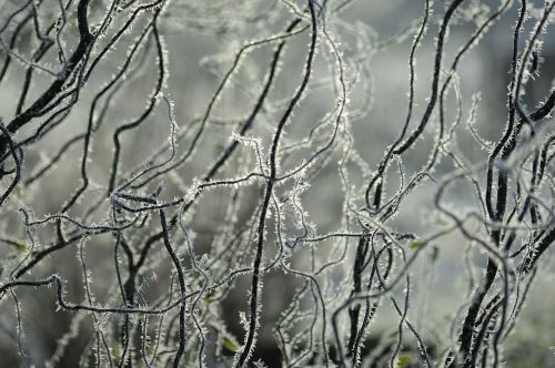 ice hoarfrost winter