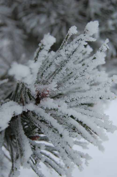 ice snow pine tree