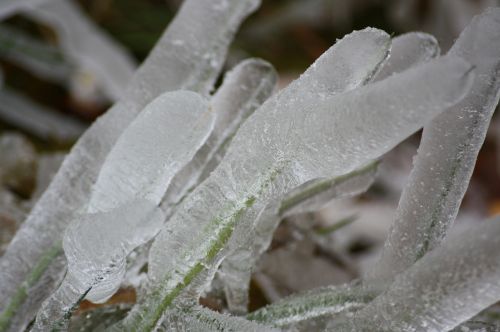 ice wild plant grass