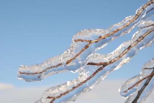 ice branch freezing rain