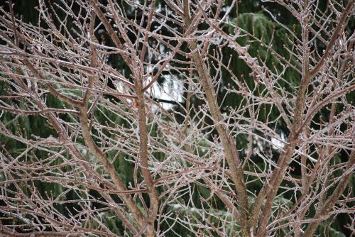 ice trees winter