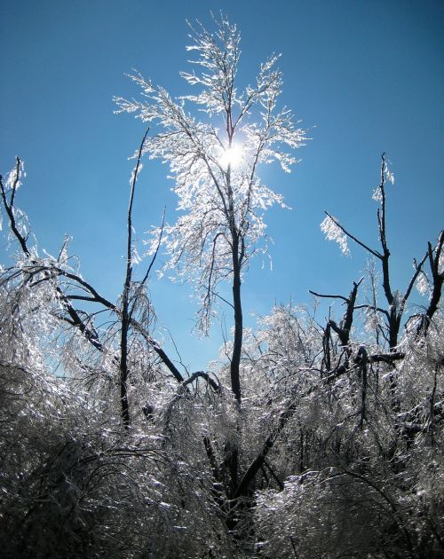 ice trees winter