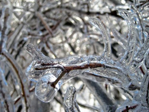 ice trees winter
