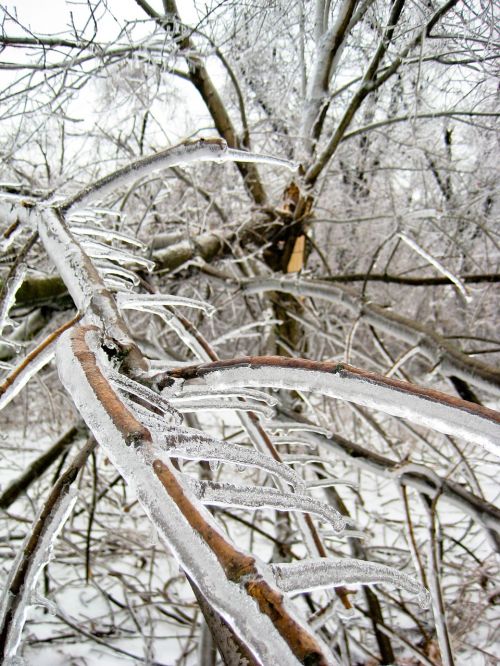 ice trees winter