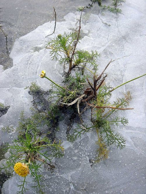 ice frozen plant
