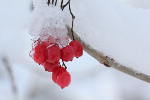 ice winter landscape nature