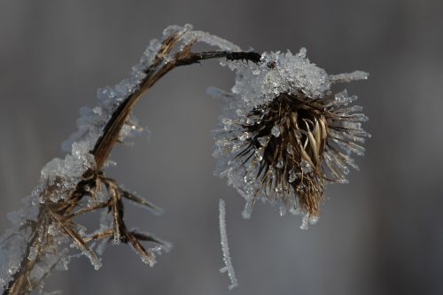 ice ripe frost