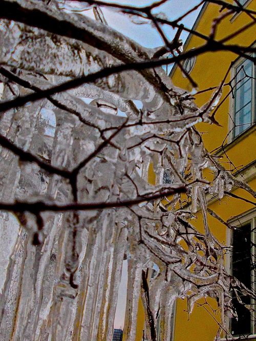 ice icicle branch