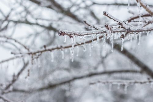 ice icicle branch