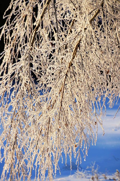 ice snow tree