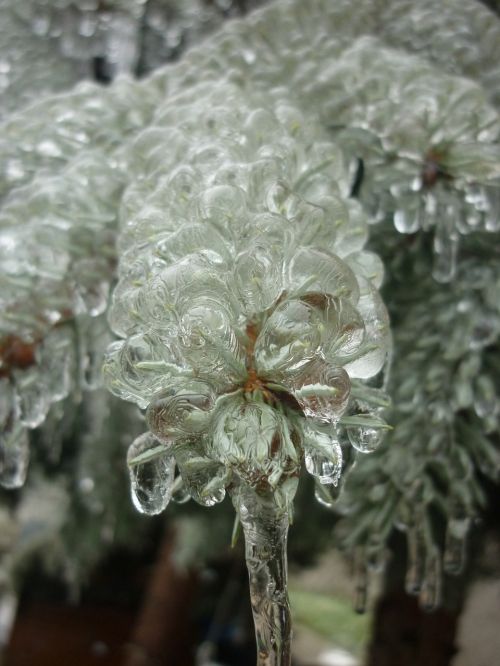ice pine-needle nature
