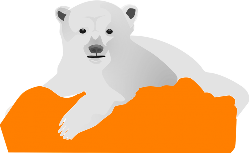ice bear polar cold
