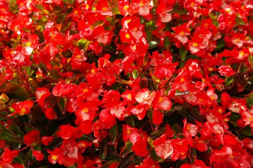ice begonias flowers red
