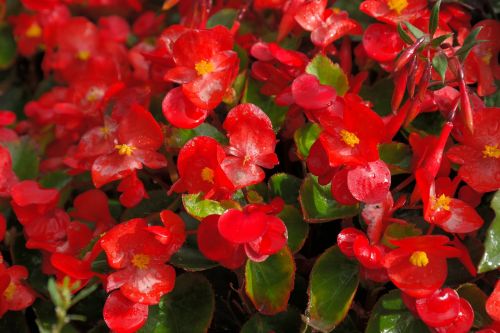 ice begonias flowers red
